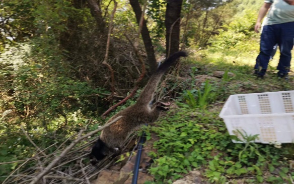 万源市林业局全力救助花面狐重返大自然