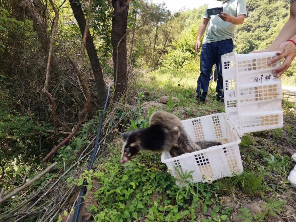 万源市林业局全力救助花面狐重返大自然